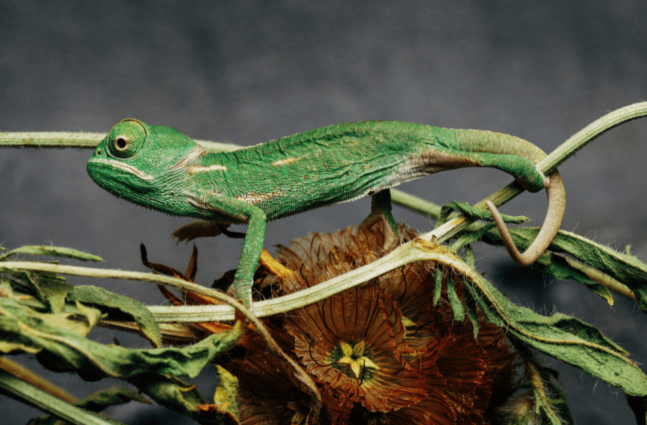 Colorful Cuties - 7 Amazing Baby Chameleon Facts, Pictures & FAQs - Animal  Corner